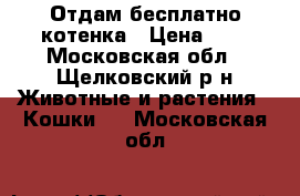 Отдам бесплатно котенка › Цена ­ - - Московская обл., Щелковский р-н Животные и растения » Кошки   . Московская обл.